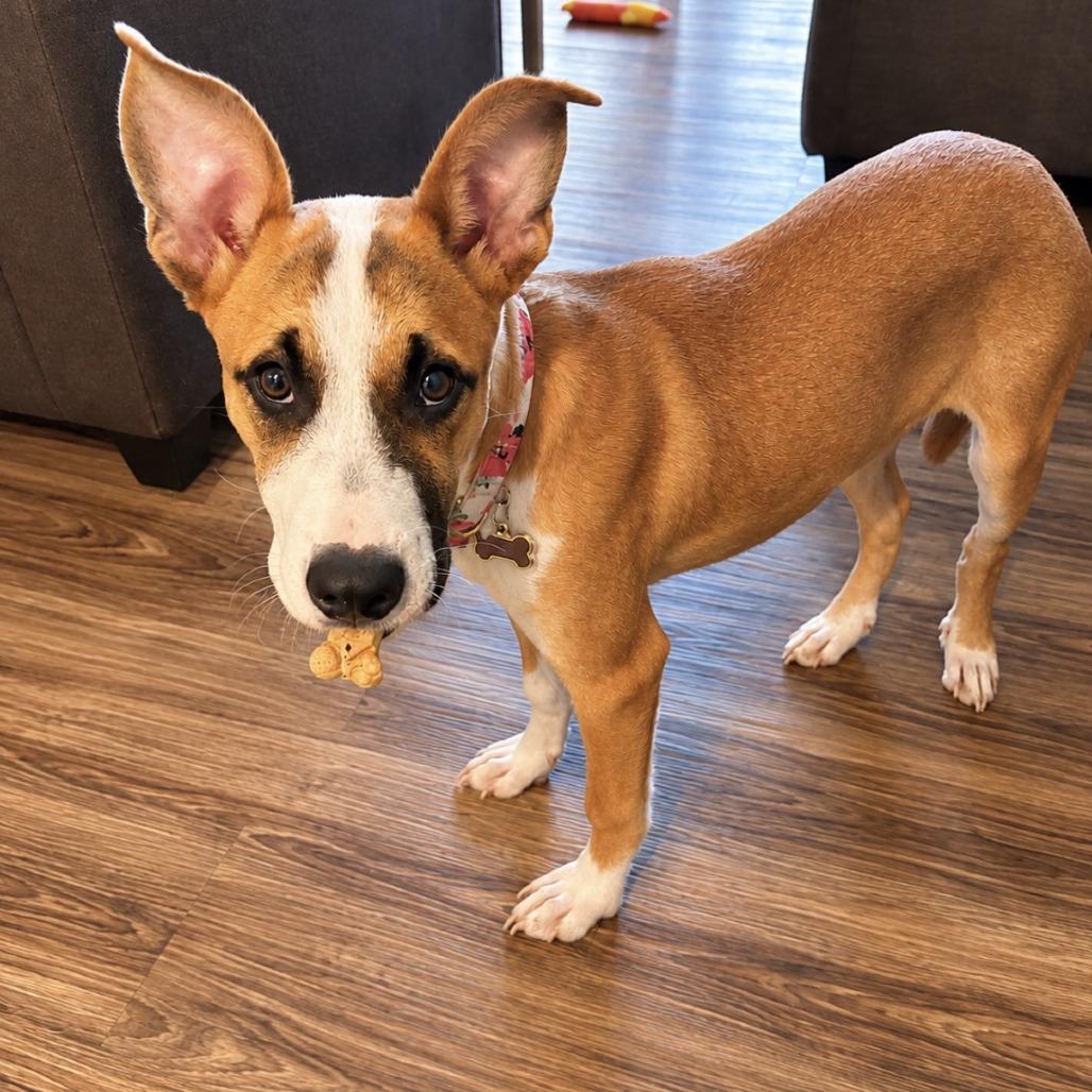 Enlarge Evie - In Foster, a Adoptable mixed breed in Alabaster, AL image 2/6