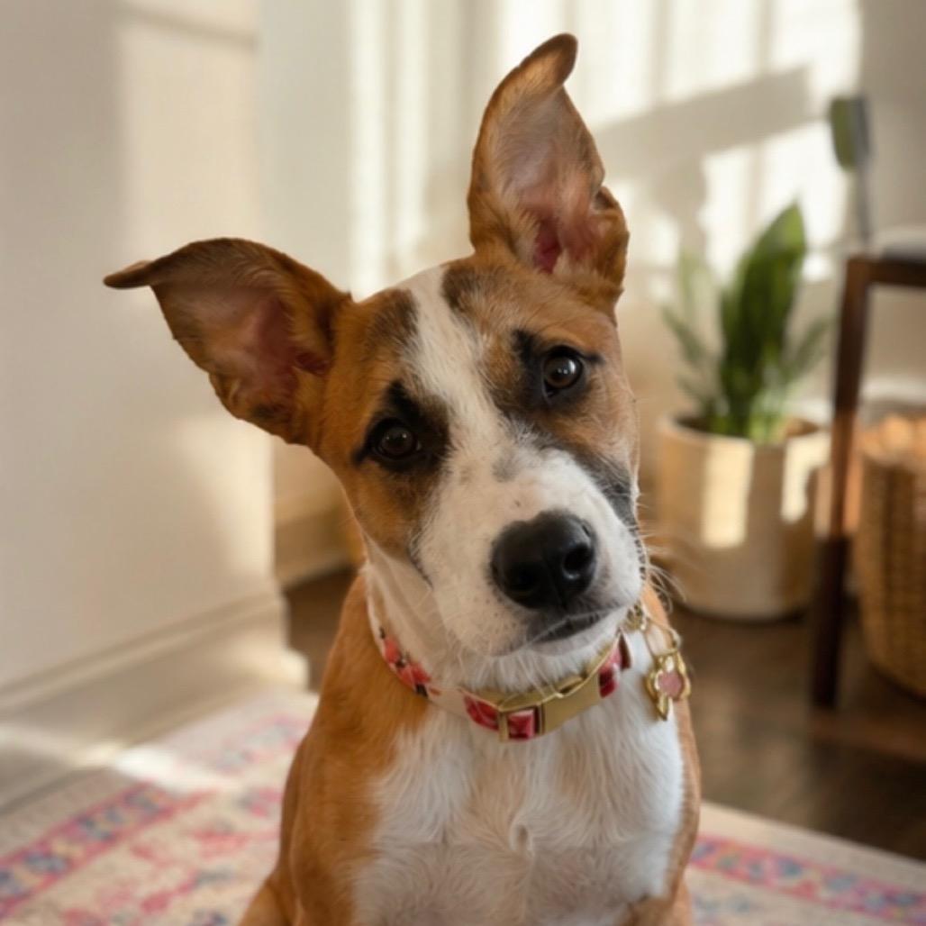 Enlarge Evie - In Foster, a Adoptable mixed breed in Alabaster, AL image 4/6
