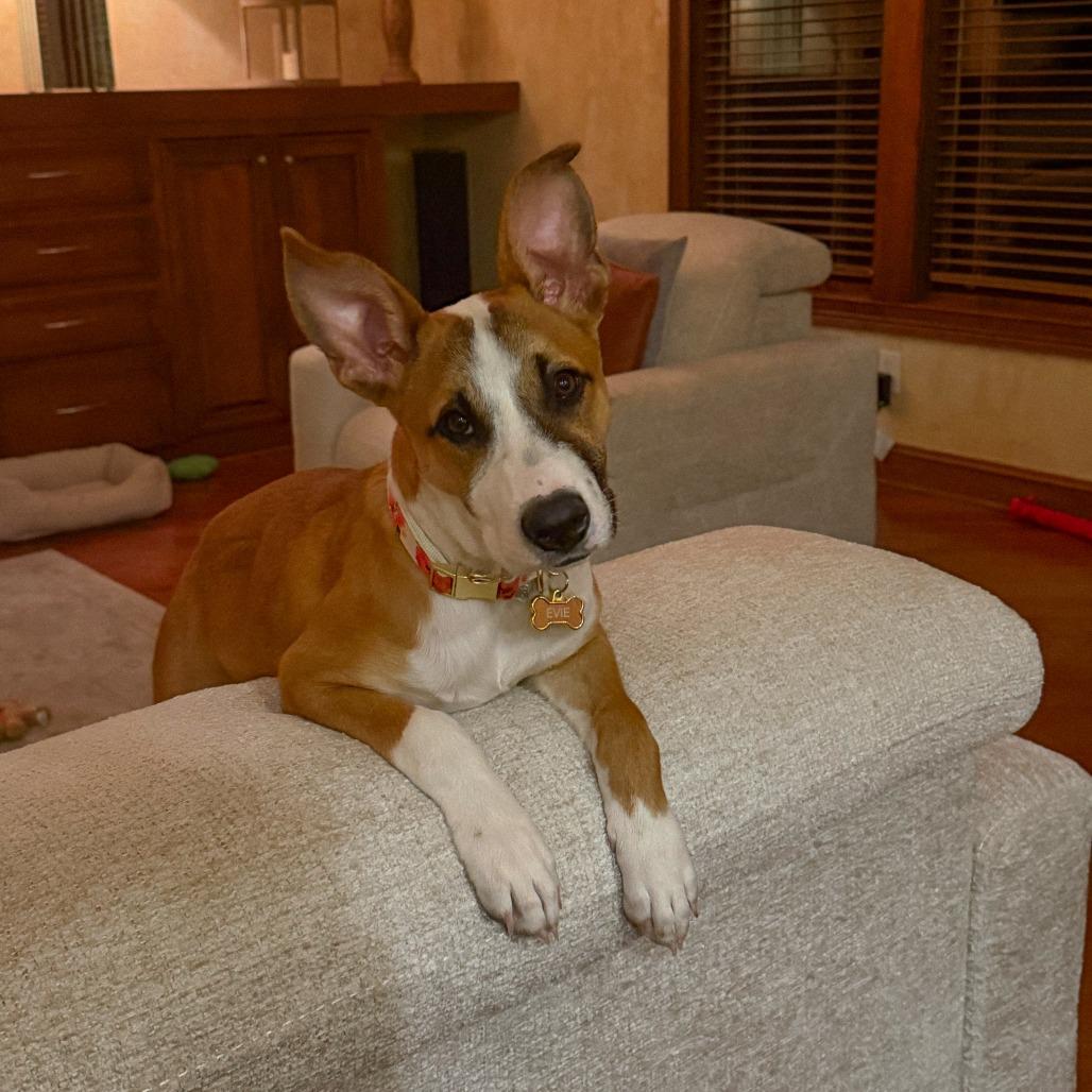 Enlarge Evie - In Foster, a Adoptable mixed breed in Alabaster, AL image 5/6