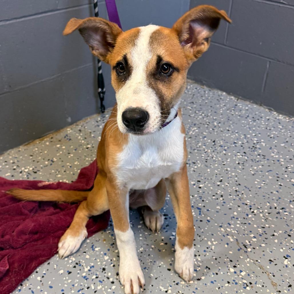 Enlarge Evie - In Foster, a Adoptable mixed breed in Alabaster, AL image 6/6