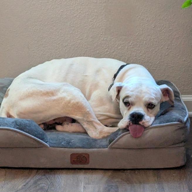 Duckie, a Adoptable Boxer in Tallahassee, FL image 3/5