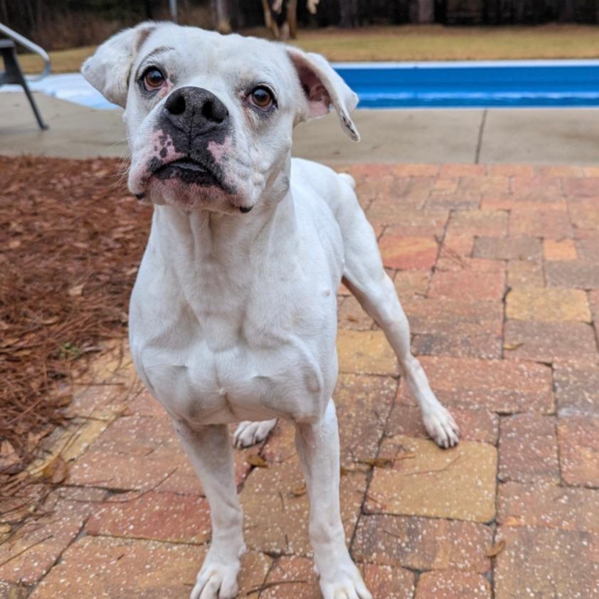 Duckie, a Adoptable Boxer in Tallahassee, FL image 4/5