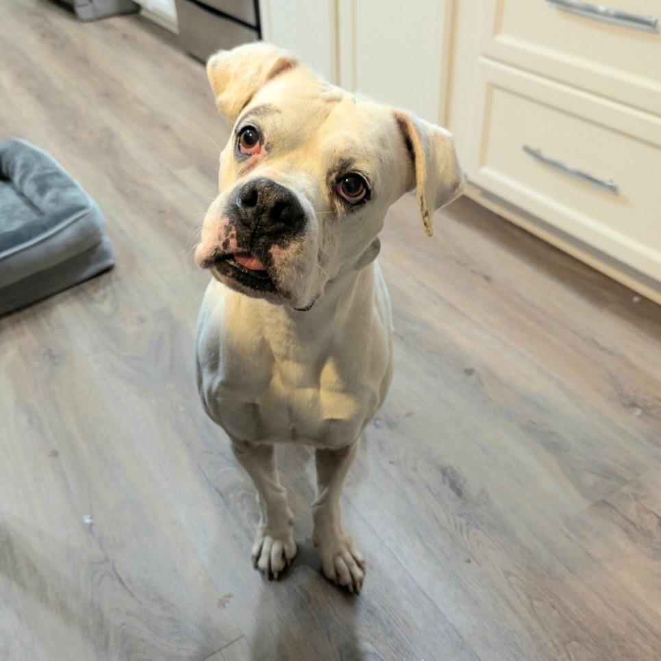 Duckie, Adoptable, Senior Male Boxer.