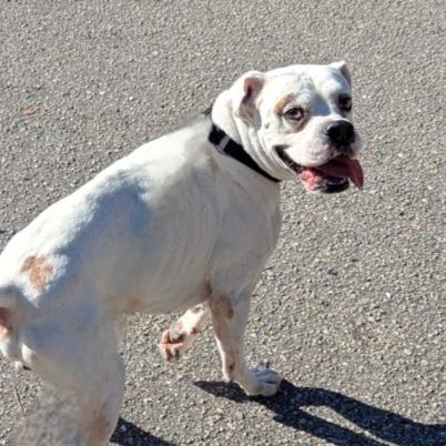 Duckie, a Adoptable Boxer in Tallahassee, FL image 5/5