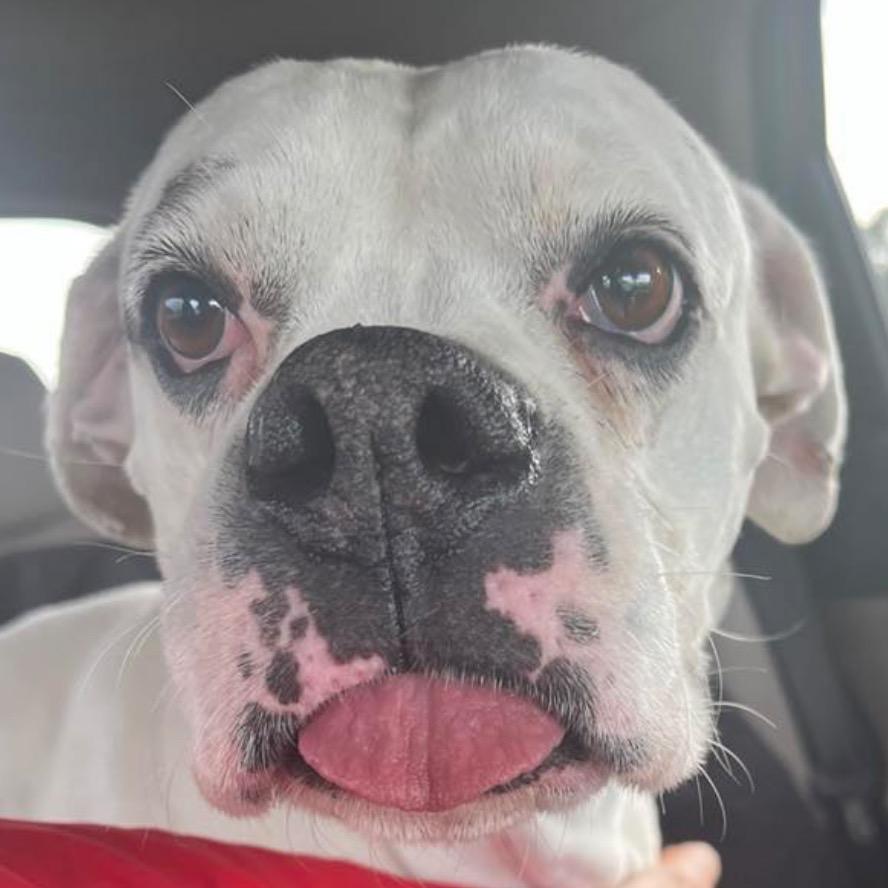 Duckie, a Adoptable Boxer in Tallahassee, FL image 2/5