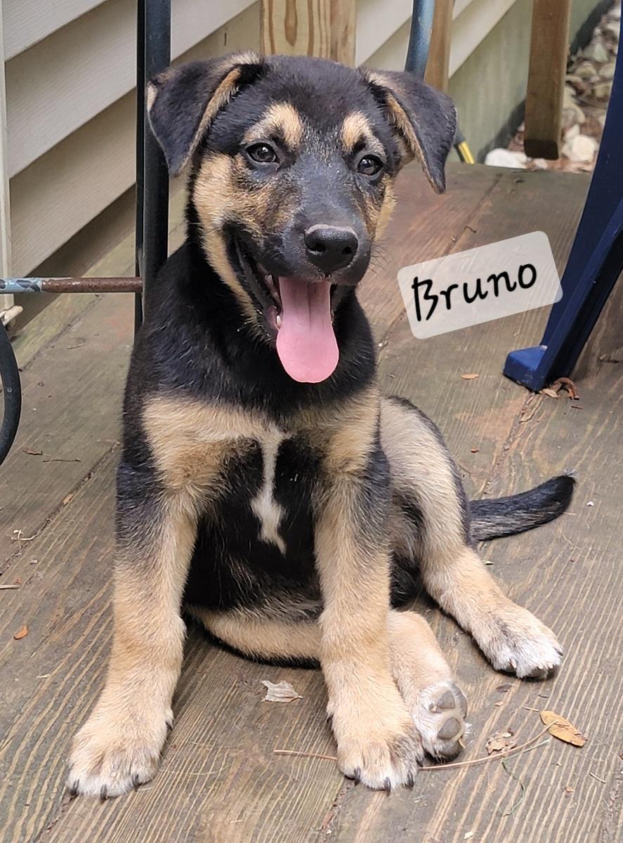 Bruno, a ADOPTABLE mixed breed in Prince Frederick, MD image 1/4