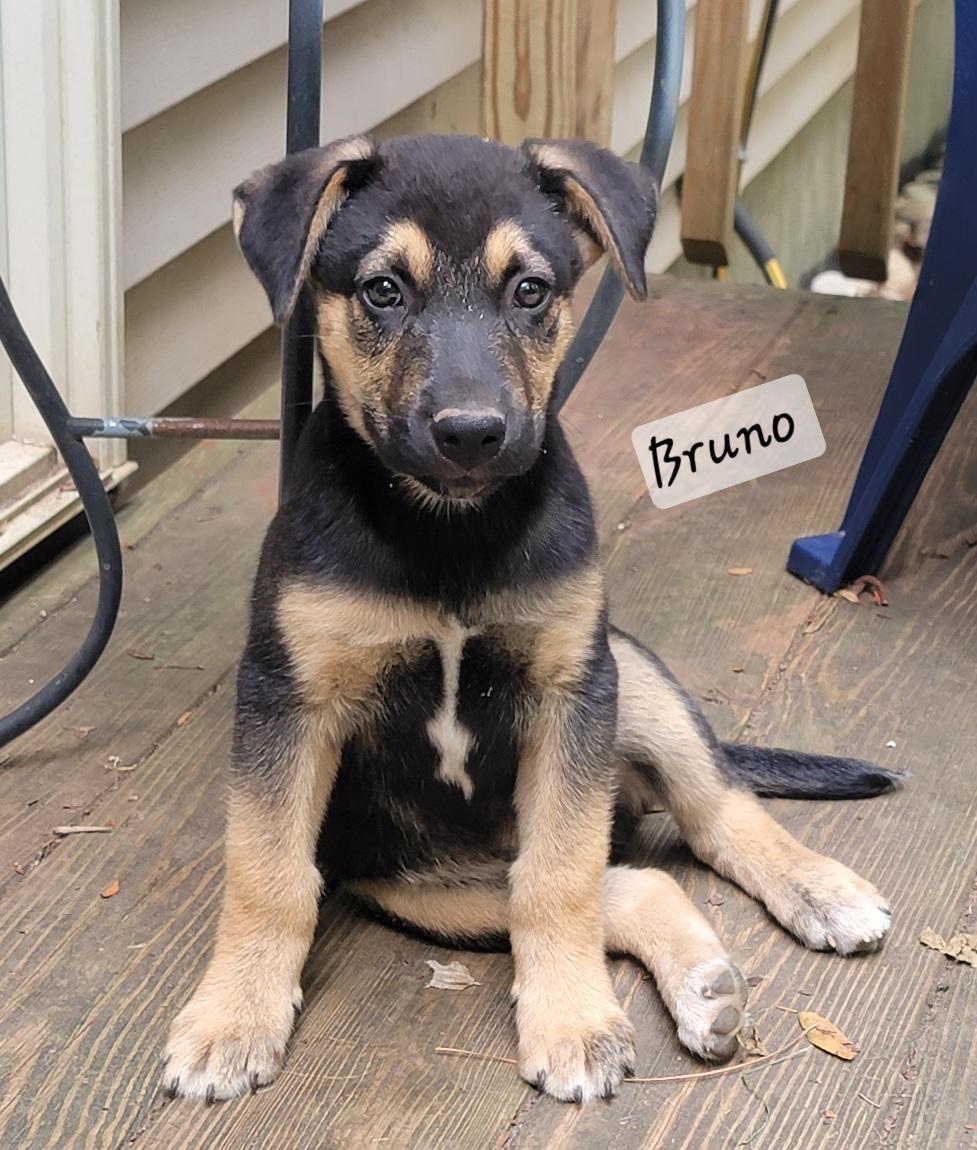 Bruno, a ADOPTABLE mixed breed in Prince Frederick, MD image 2/4