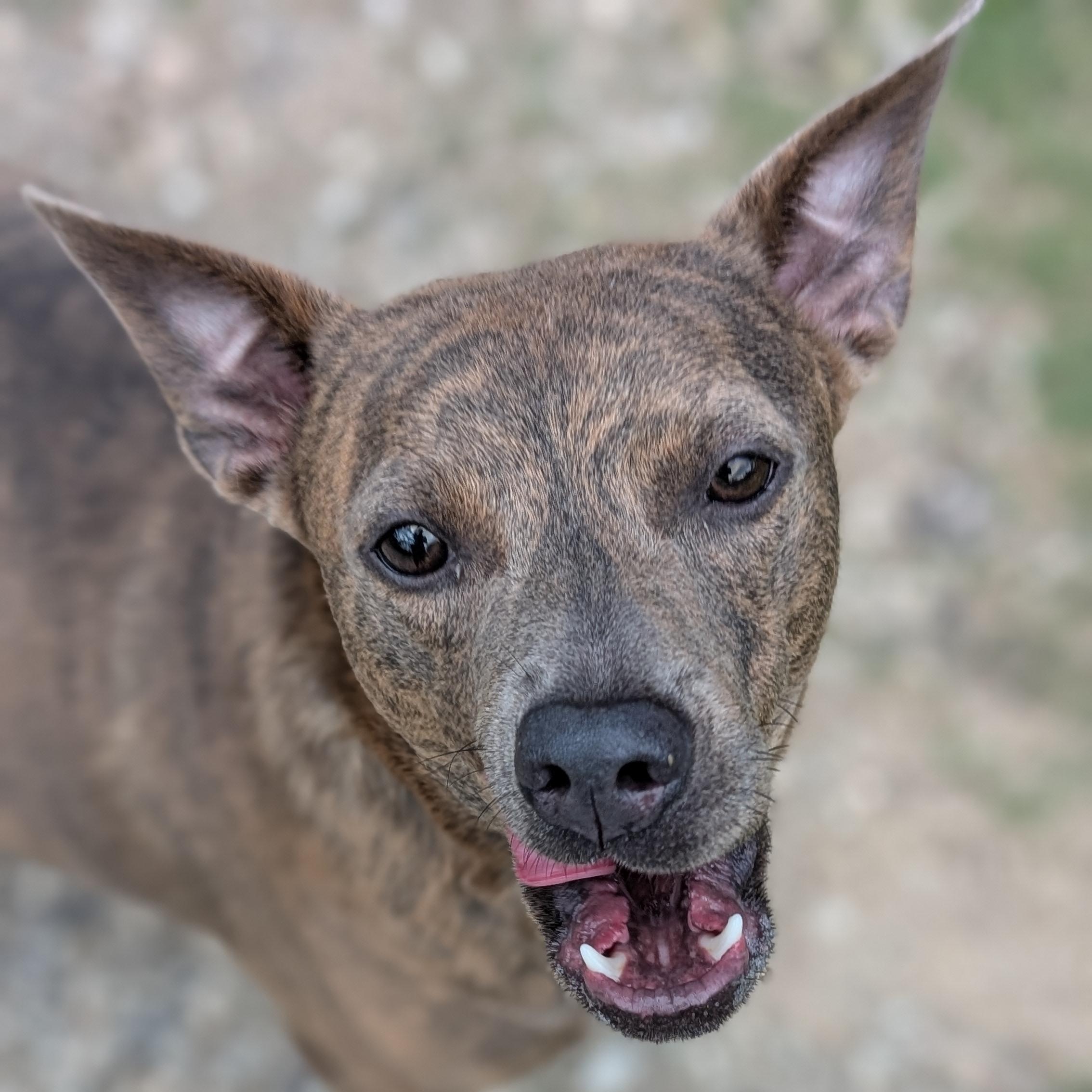 Enlarge Cowboy, a Adoptable mixed breed in Coldspring, TX image 2/3