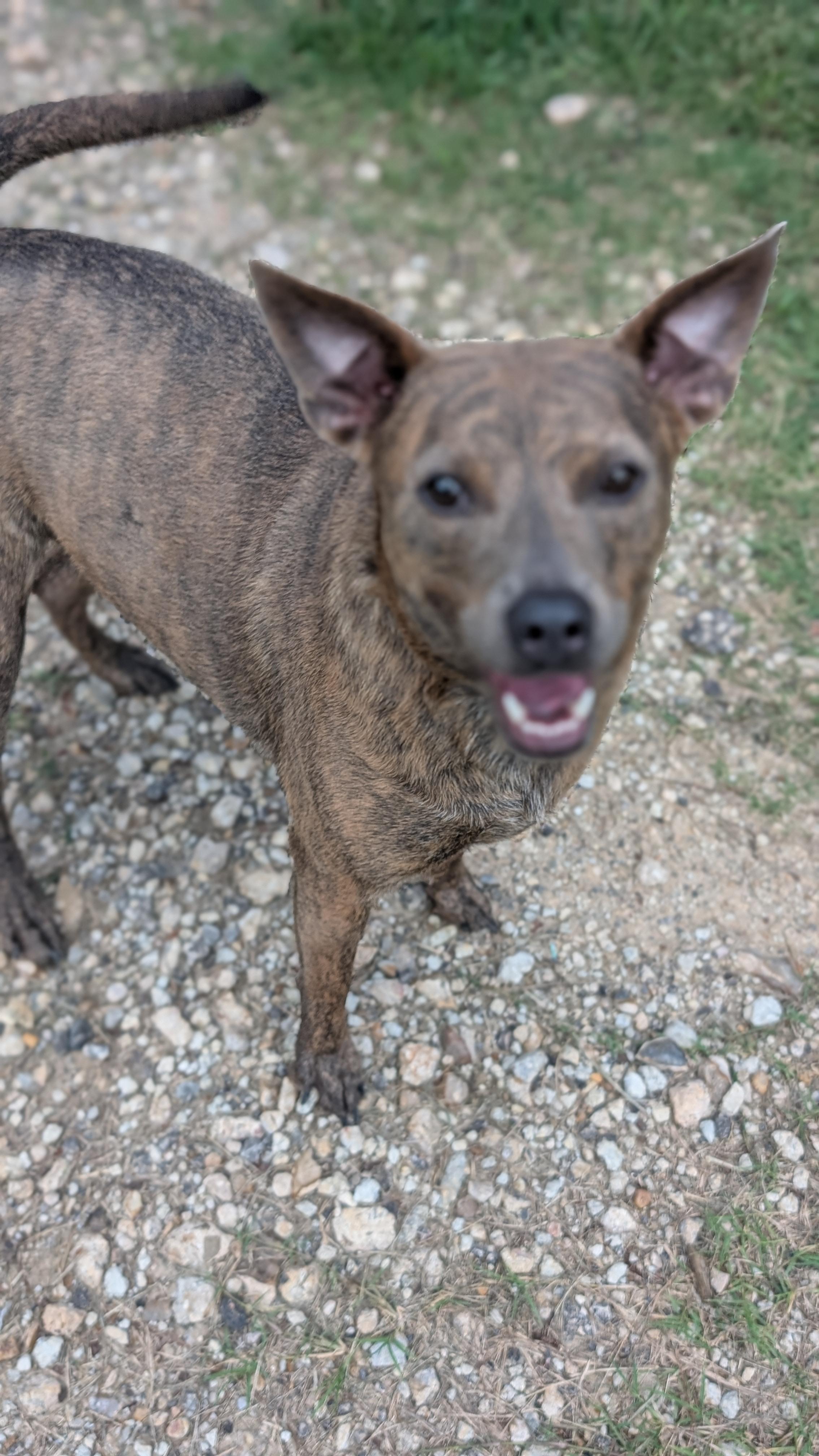 Enlarge Cowboy, a Adoptable mixed breed in Coldspring, TX image 1/3