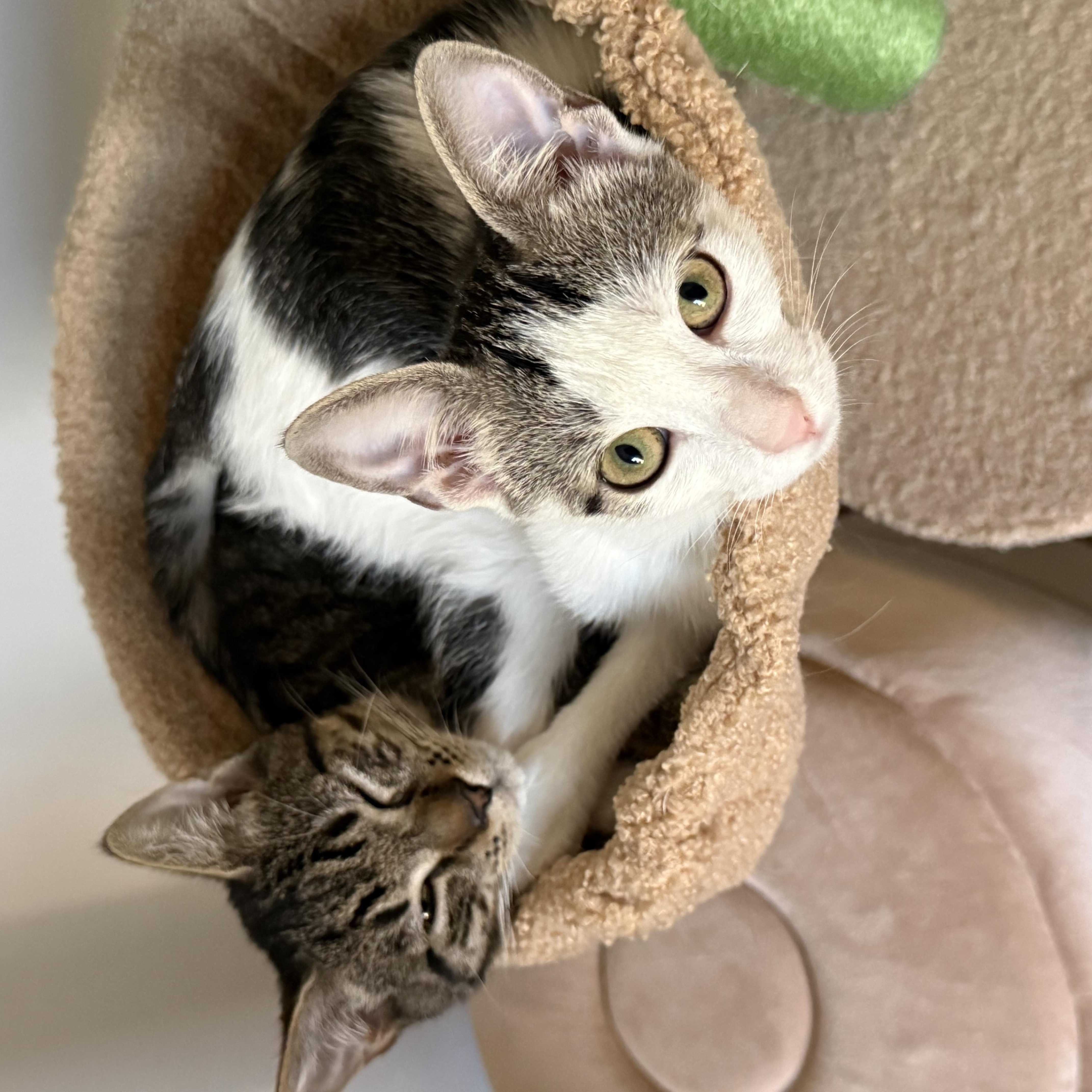Enlarge Jack and Gala, a Adoptable mixed breed in Hopkinton, MA image 3/6