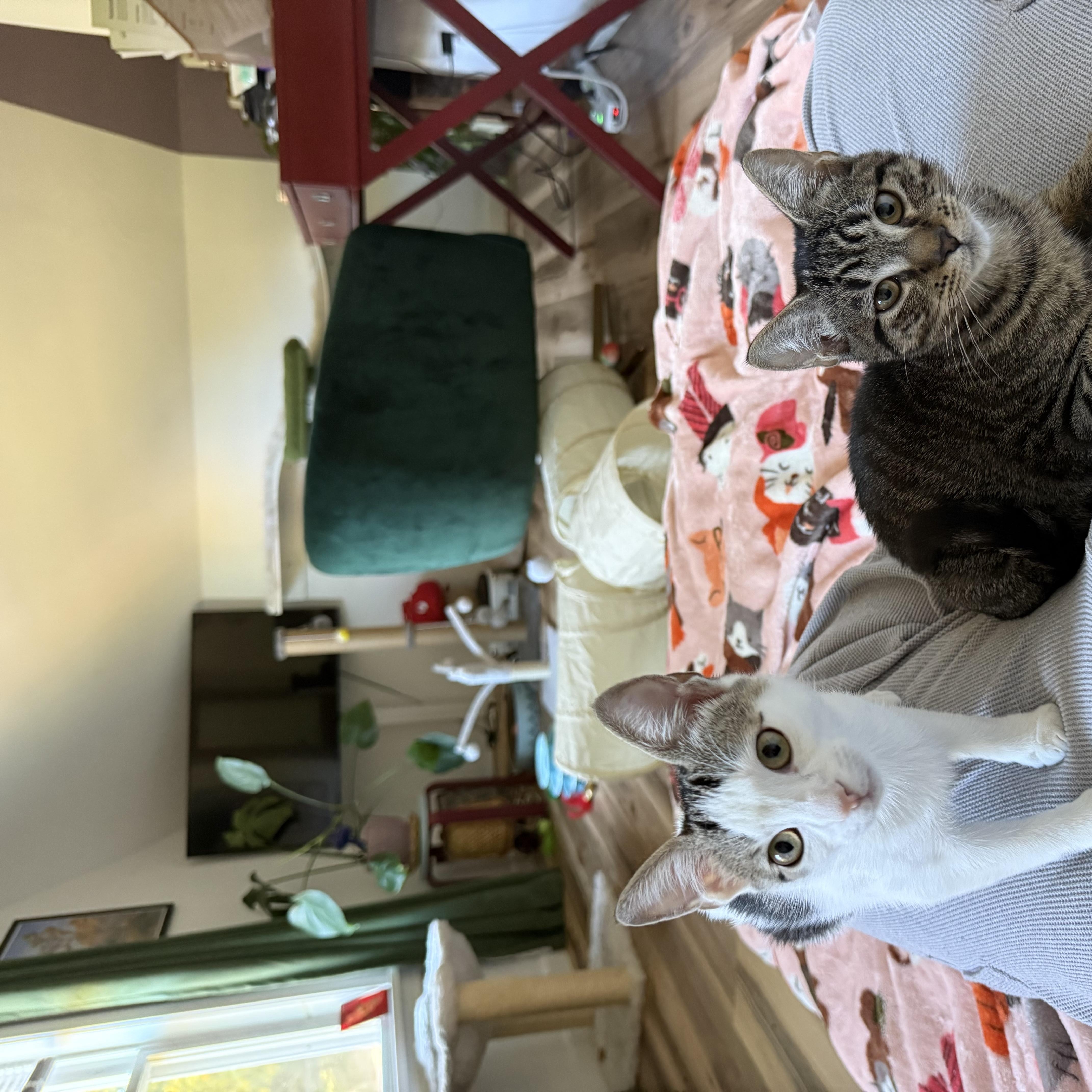 Enlarge Jack and Gala, a Adoptable mixed breed in Hopkinton, MA image 4/6