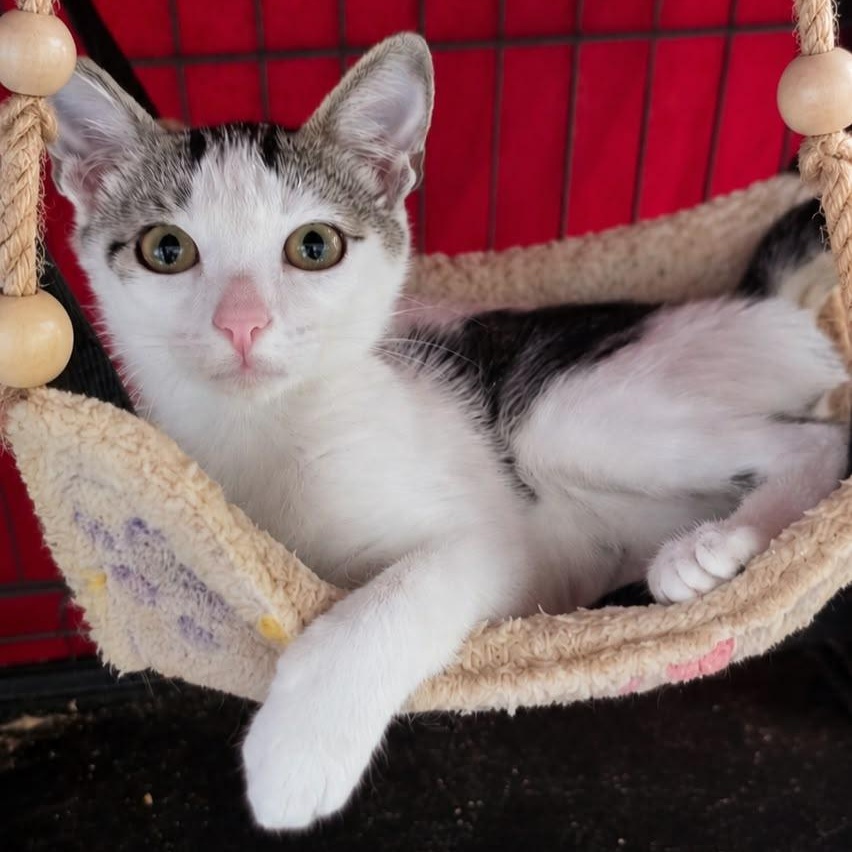 Jack and Gala, Adoptable, Kitten Male Domestic Short Hair.