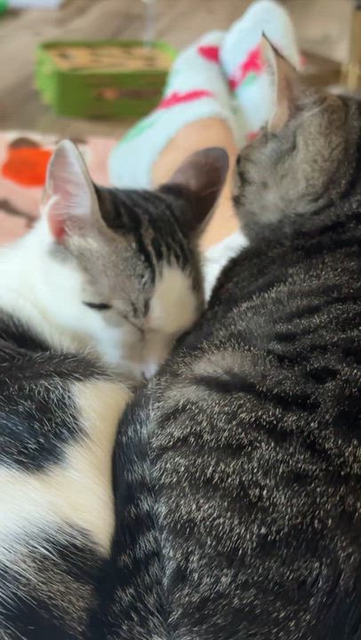 Enlarge Jack and Gala, a Adoptable mixed breed in Hopkinton, MA video 6/6