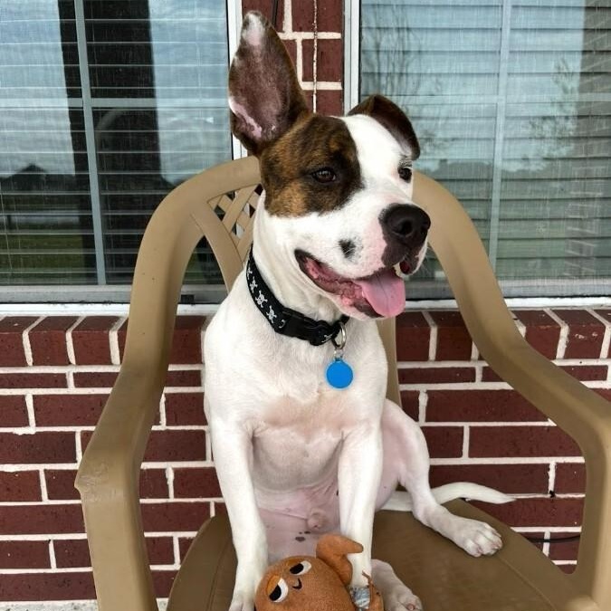 Diesel Donut your fun loving Romeo