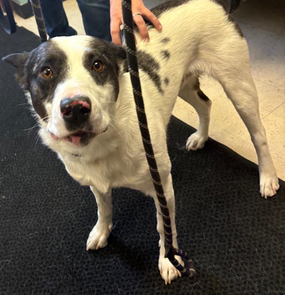 Enlarge Hank, a Adoptable mixed breed in Rock Springs, WY image 1/2