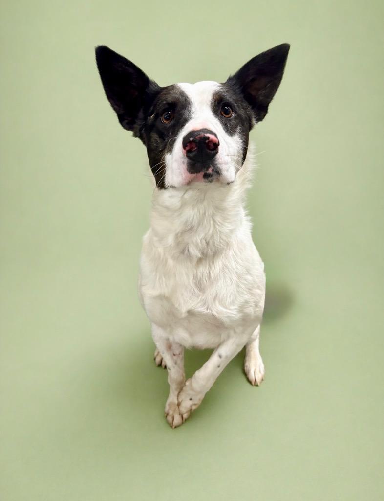 Enlarge Hank, a Adoptable mixed breed in Rock Springs, WY image 2/2