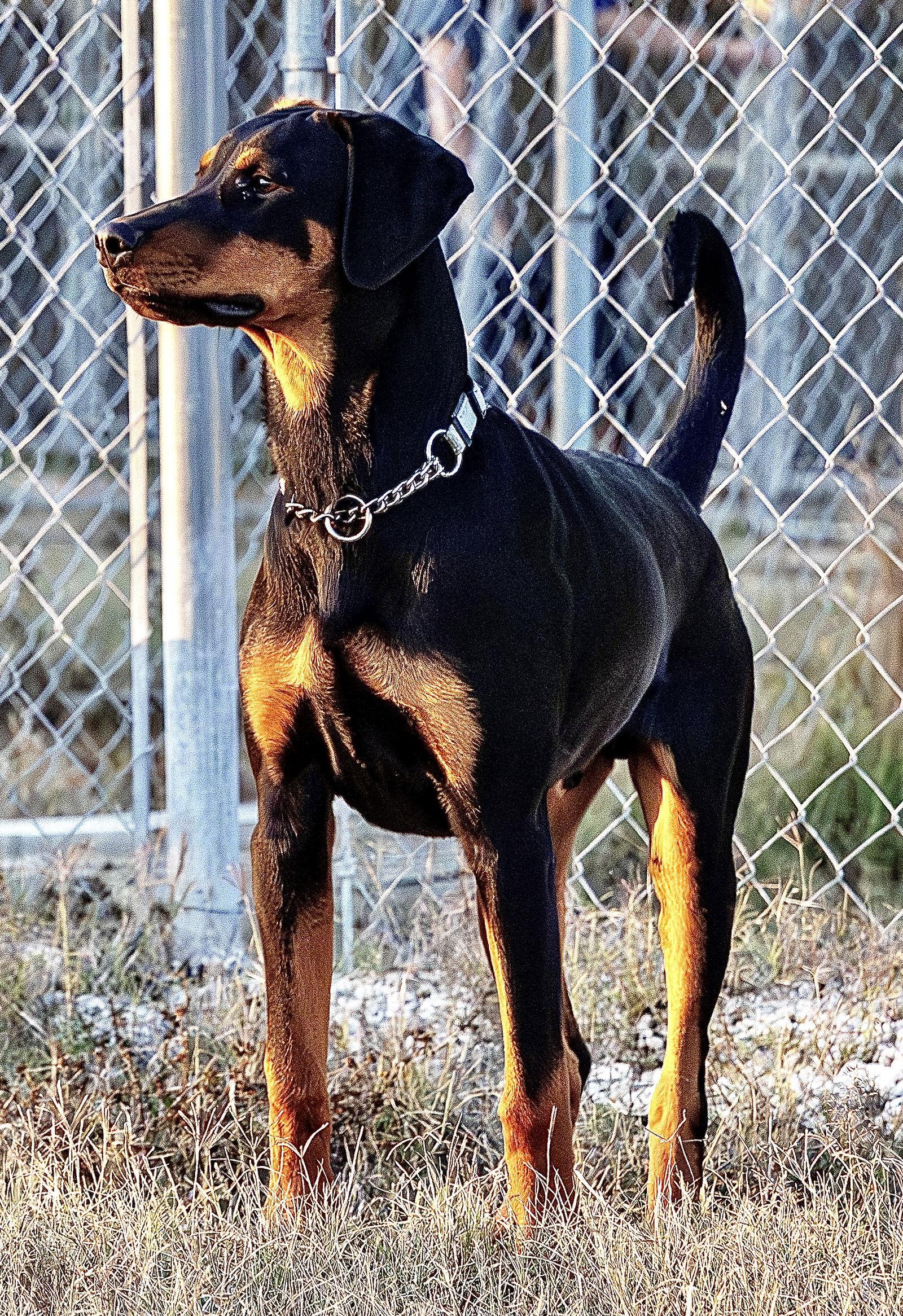 Enlarge Drako, a Adoptable Doberman Pinscher in San Antonio, TX image 1/3