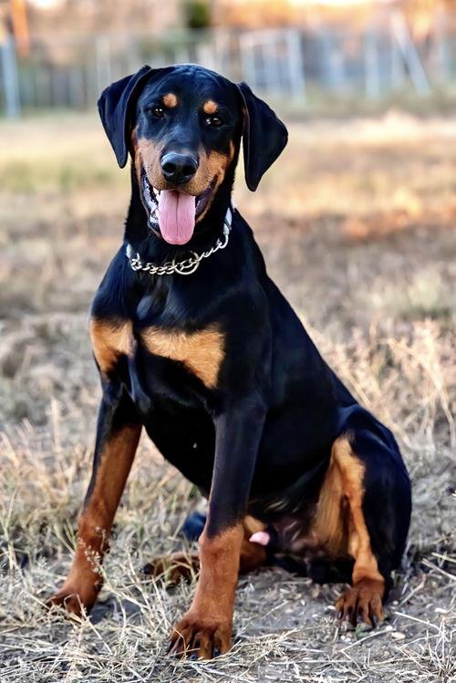 Enlarge Drako, a Adoptable Doberman Pinscher in San Antonio, TX image 2/3