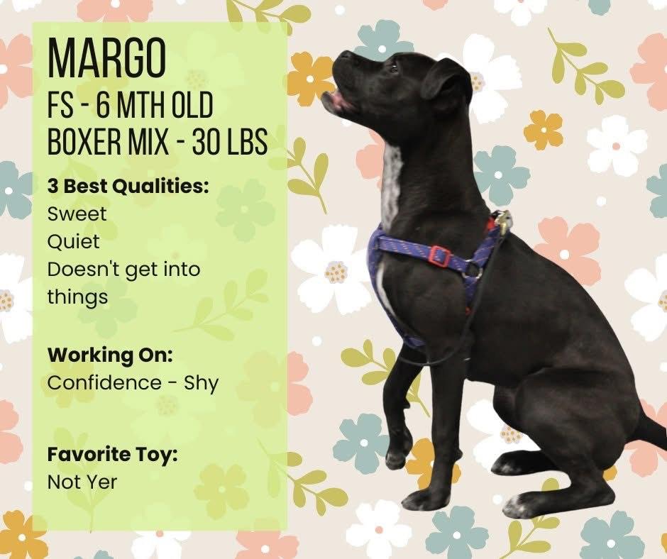 Margo *available for adoption special*, Adoptable, Young Female Boxer.