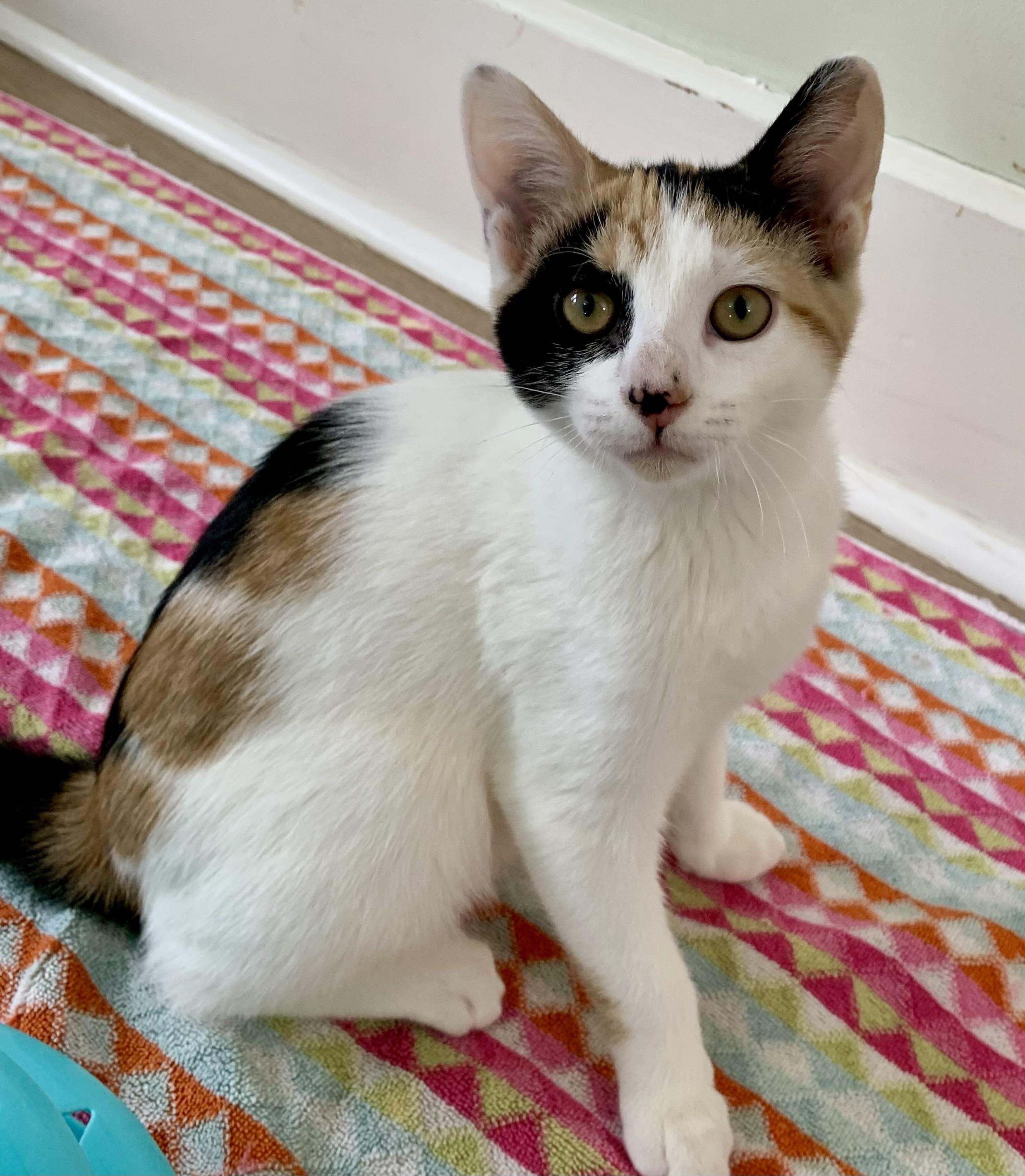 Enlarge Betty, an adopted Calico in Montclair, NJ image 2/6