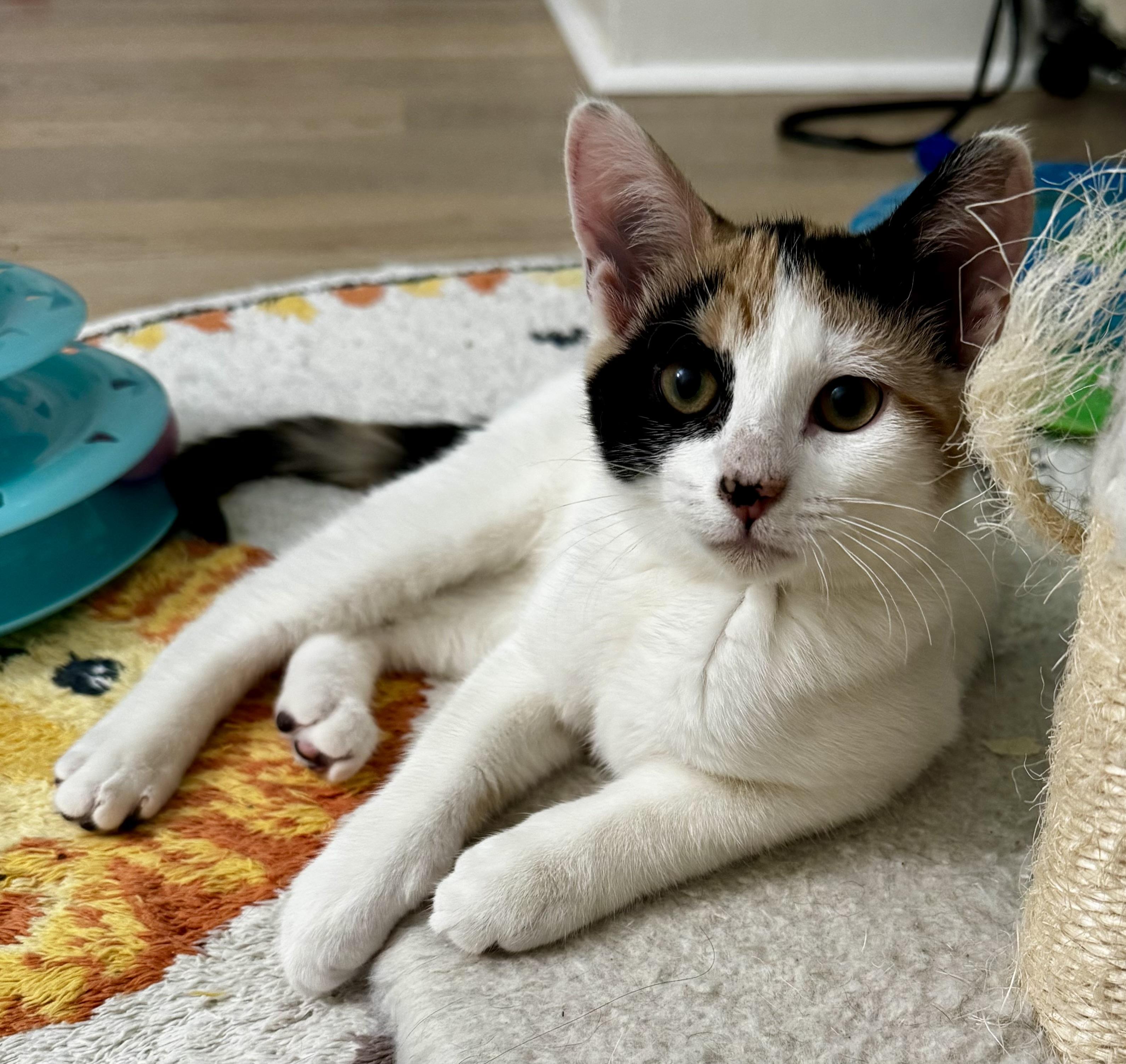 Enlarge Betty, an adopted Calico in Montclair, NJ image 5/6