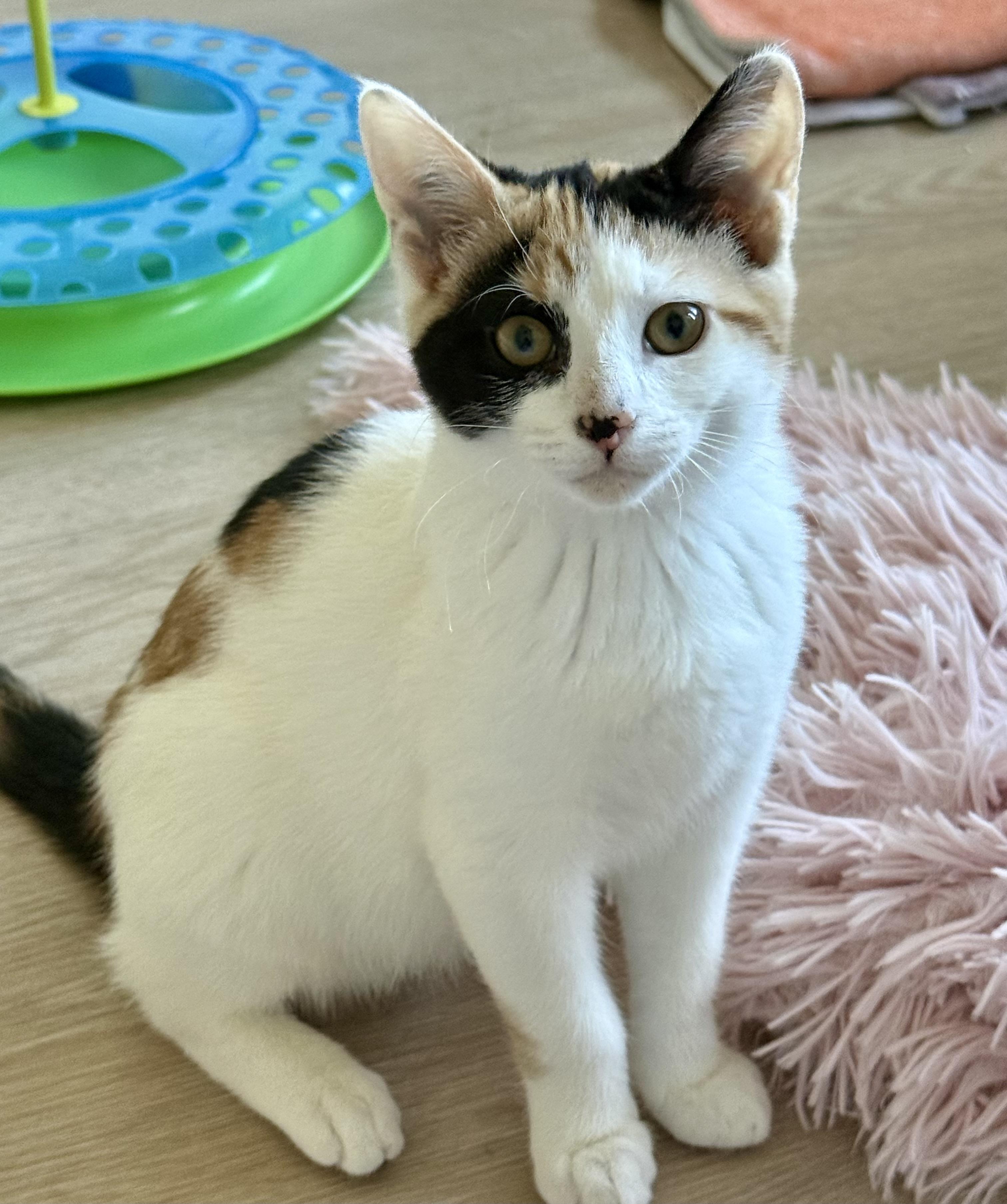 Betty, adopted, Kitten Female Calico.