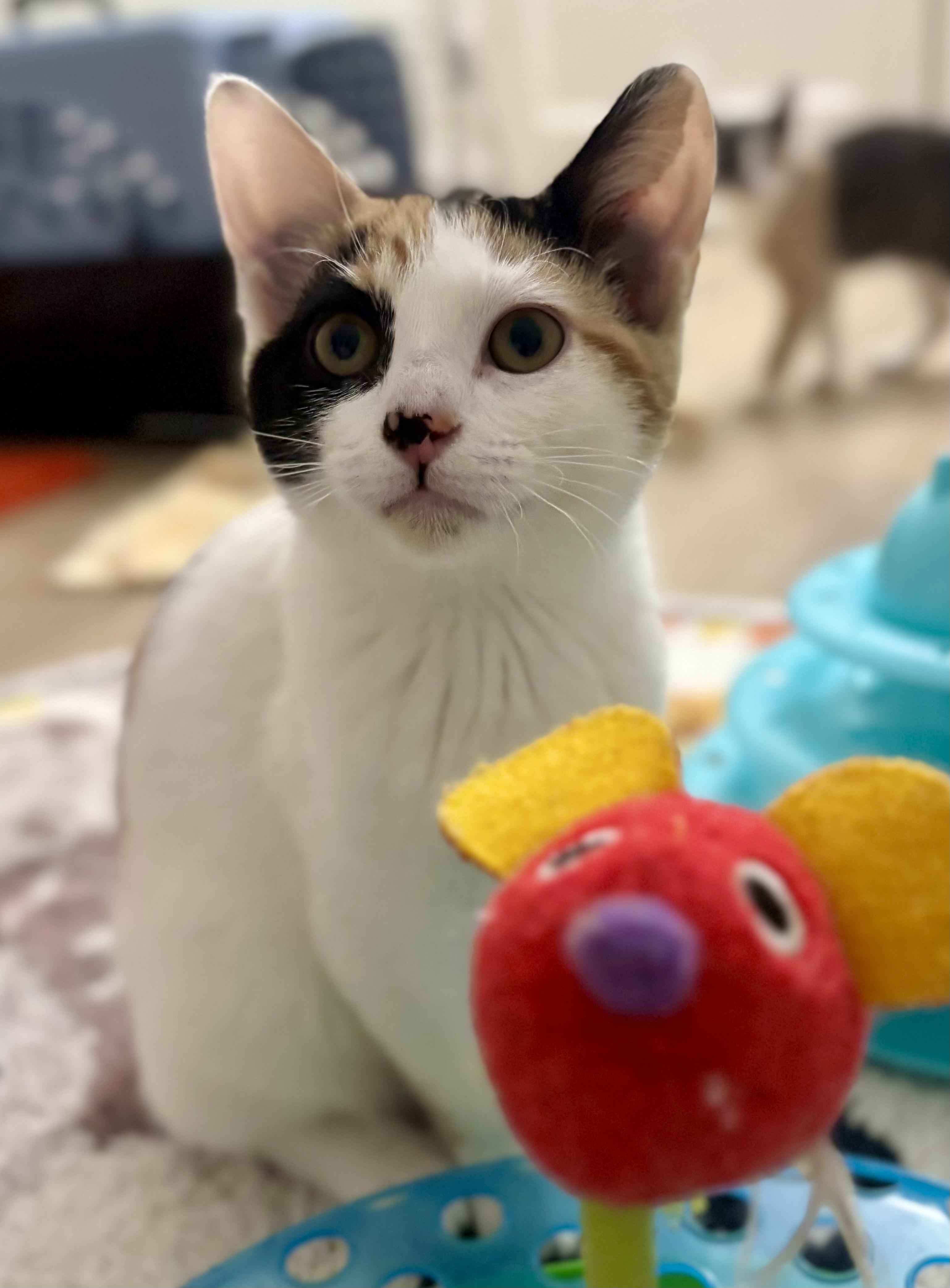 Enlarge Betty, an adopted Calico in Montclair, NJ image 4/6