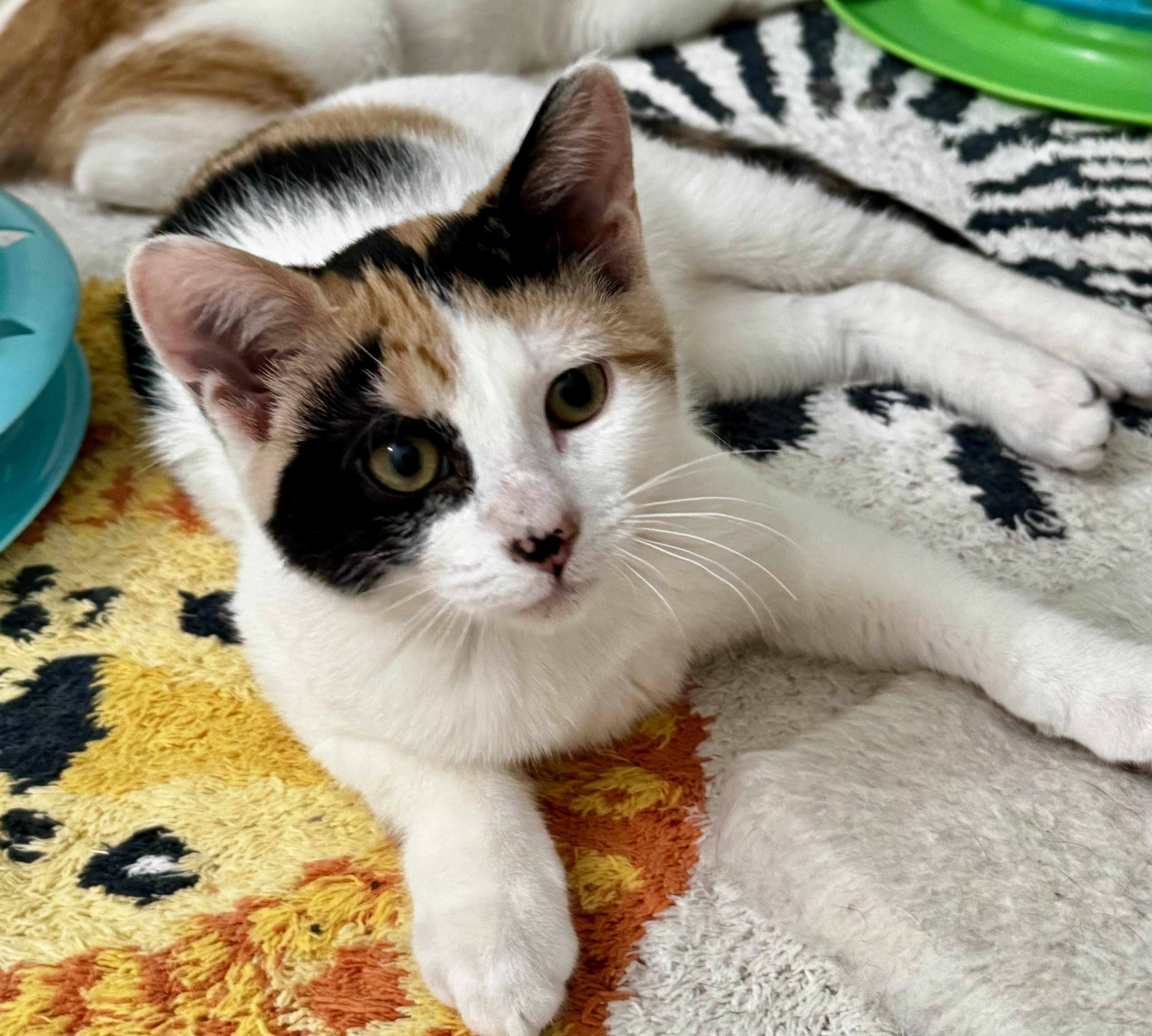 Enlarge Betty, an adopted Calico in Montclair, NJ image 3/6