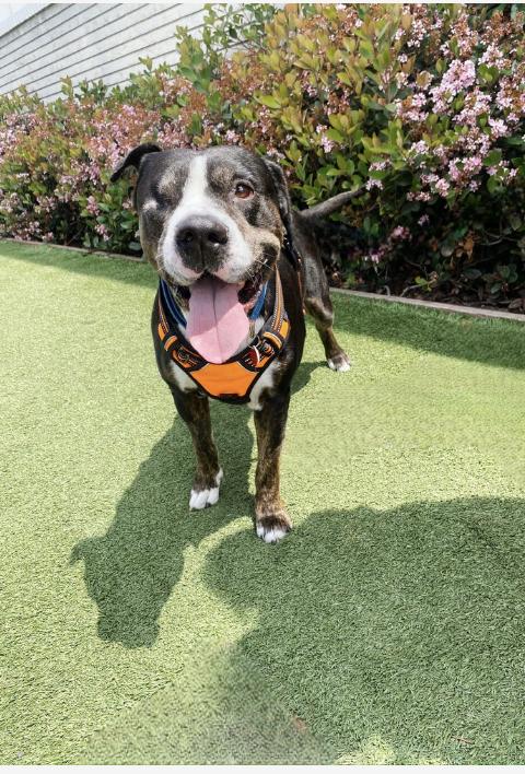 Enlarge Kringle, a Adoptable mixed breed in Los Angeles, CA image 1/1
