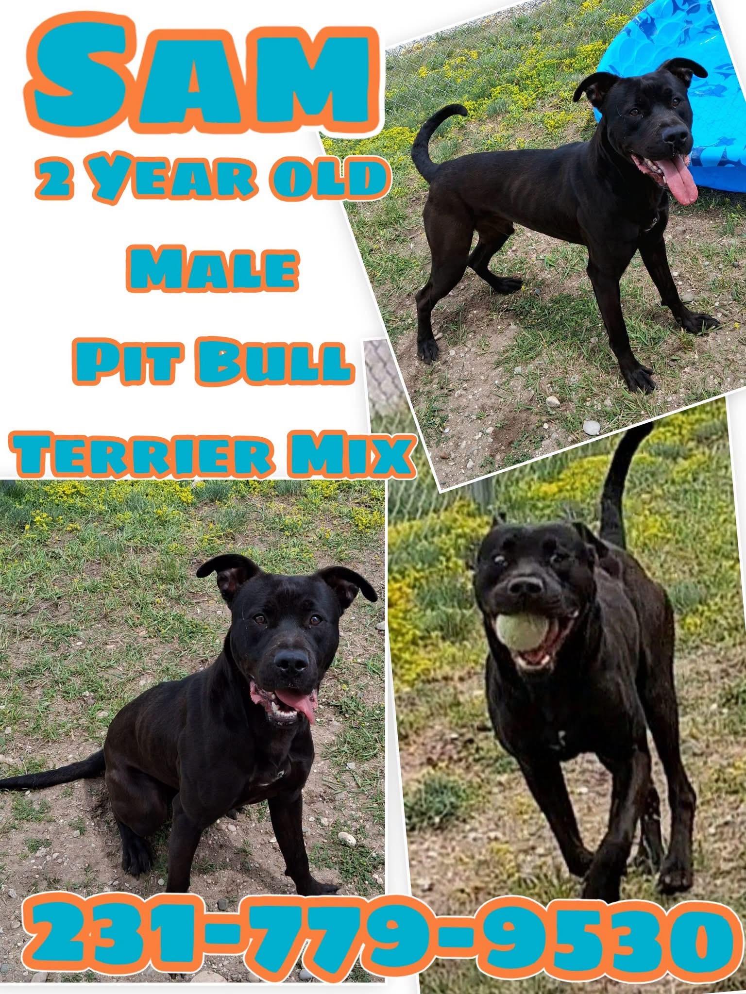 SAM, adopted, Young Male Pit Bull Terrier.