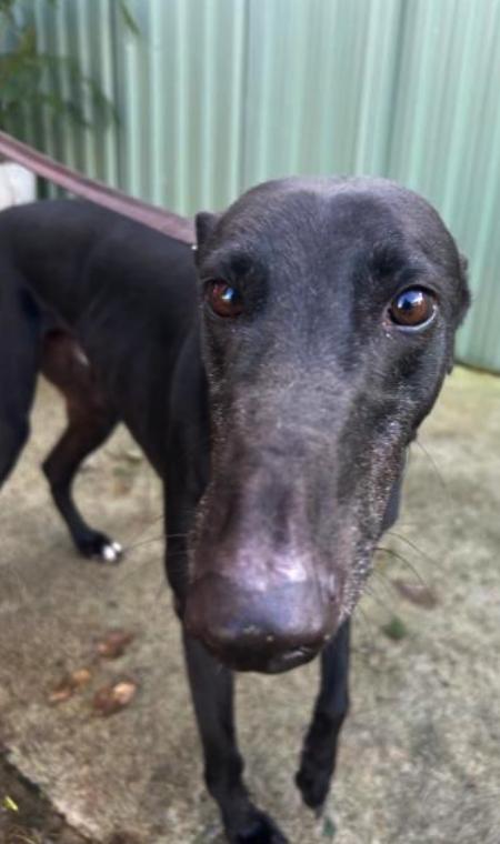 Claddin' Boys (Benny), Adoptable, Adult Male Greyhound.