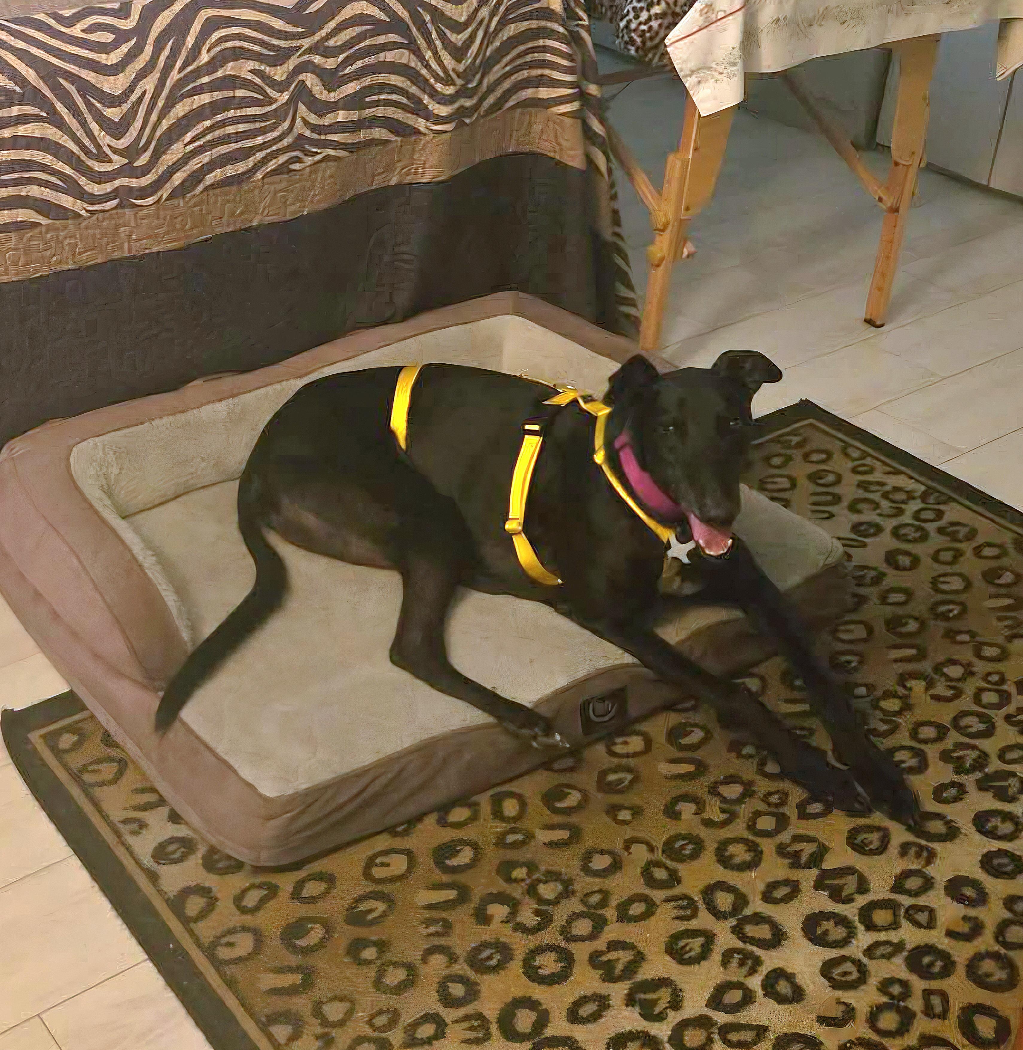 Claddin' Boys (Benny), a Adoptable Greyhound in Tarpon Springs, FL image 2/4