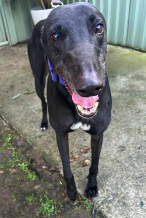 Claddin' Boys (Benny), a Adoptable Greyhound in Tarpon Springs, FL image 3/4