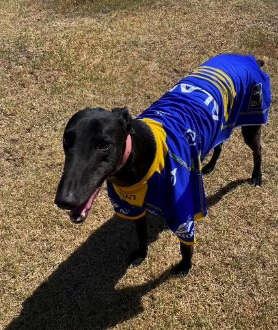 Claddin' Boys (Benny), a Adoptable Greyhound in Tarpon Springs, FL image 4/4