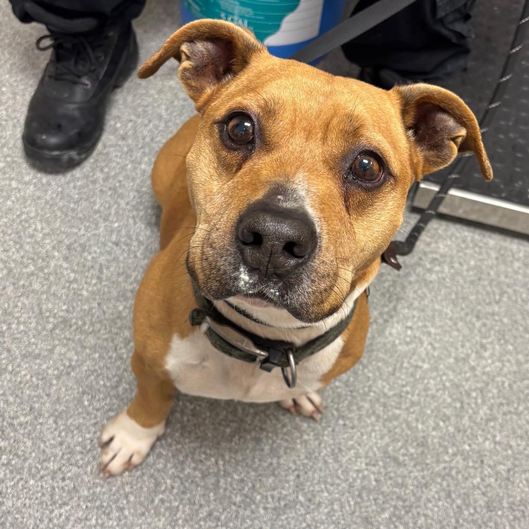 Mash, Adoptable, Adult Male Mixed Breed.