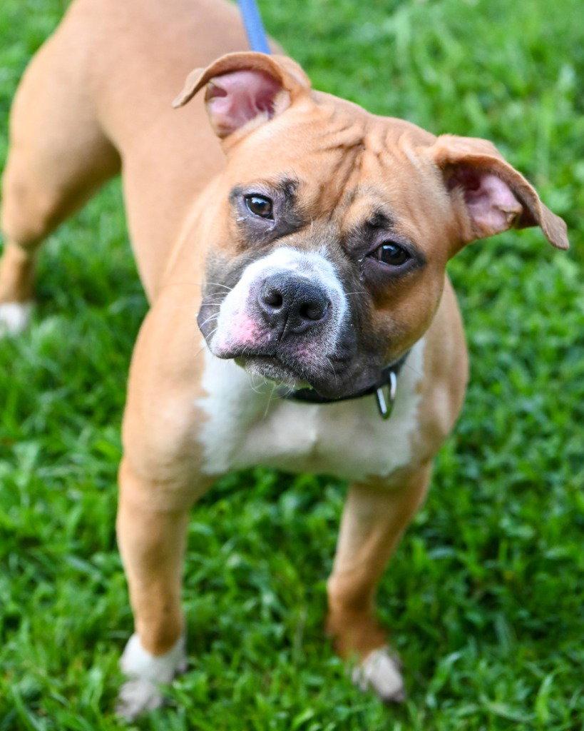 DI 91 Twiggy, Adoptable, Young Female Pit Bull Terrier.