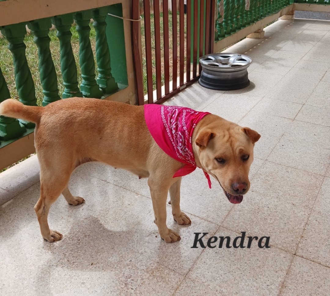 Enlarge KENDRA (loves kids, dogs and cats), a Adoptable mixed breed in New York, NY image 2/5