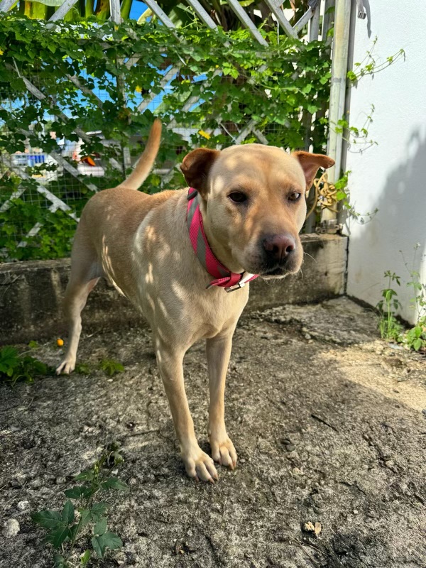 Enlarge KENDRA (loves kids, dogs and cats), a Adoptable mixed breed in New York, NY image 4/5