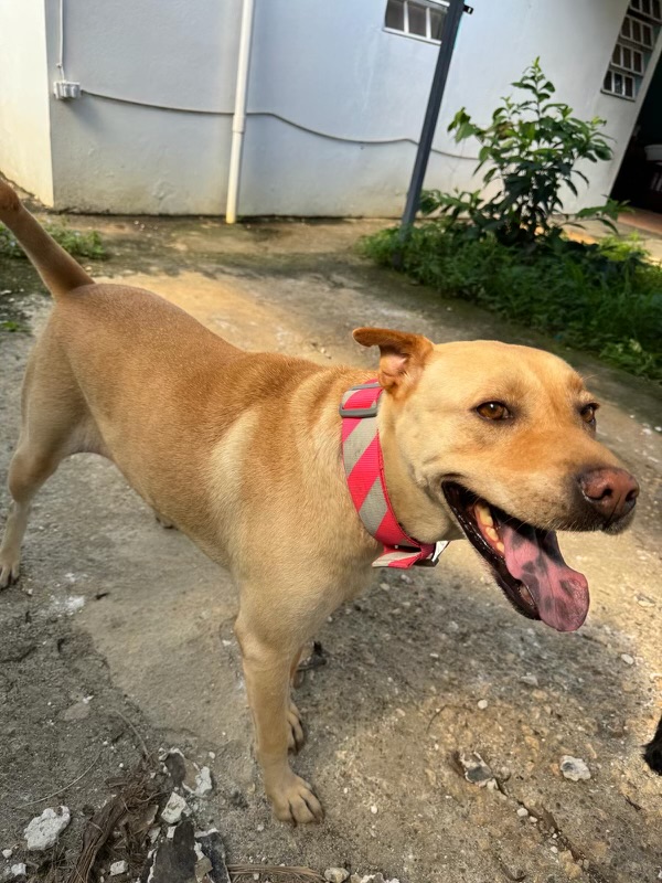 Enlarge KENDRA (loves kids, dogs and cats), a Adoptable mixed breed in New York, NY image 5/5