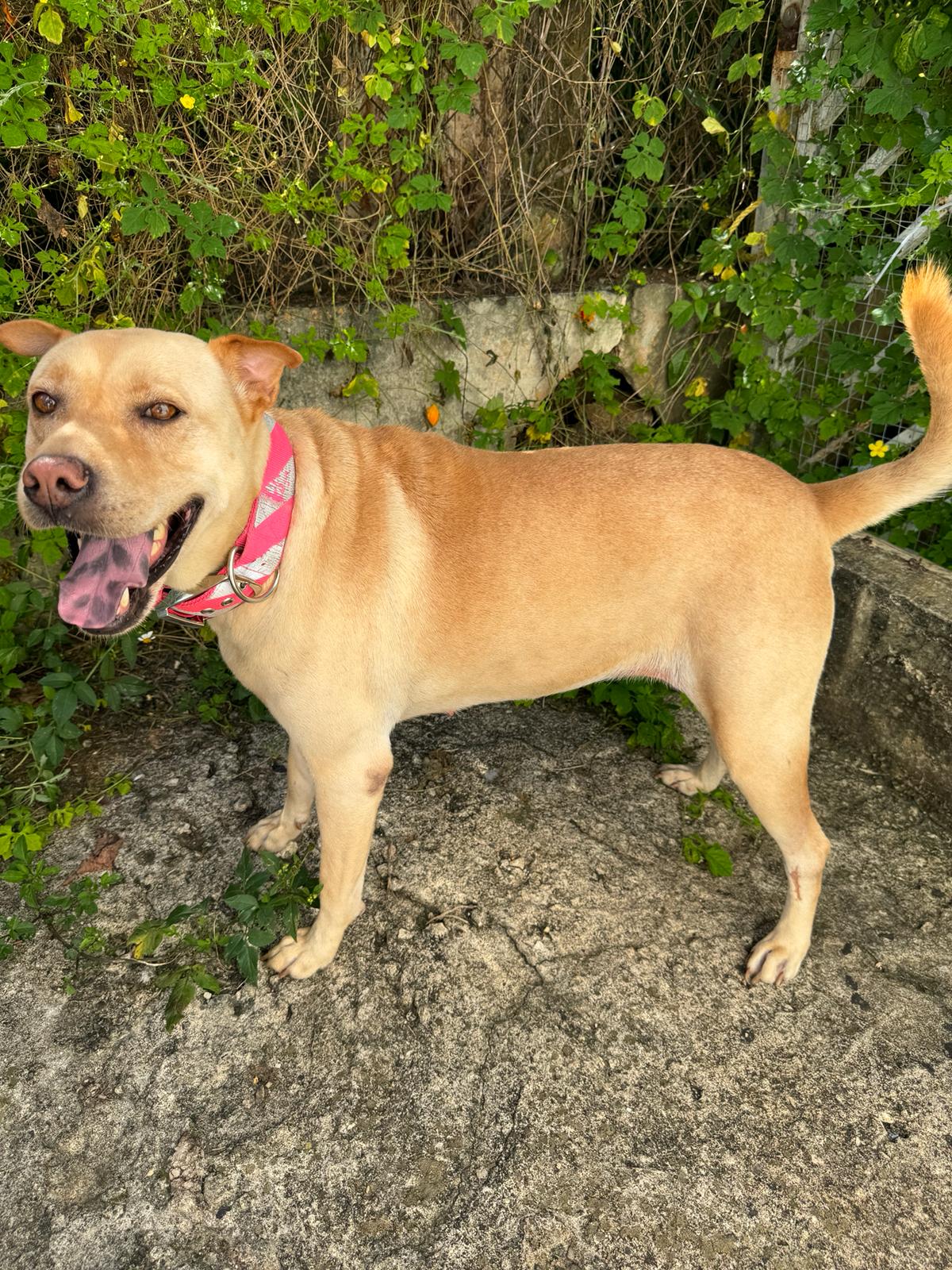 Enlarge KENDRA (loves kids, dogs and cats), a Adoptable mixed breed in New York, NY image 1/5