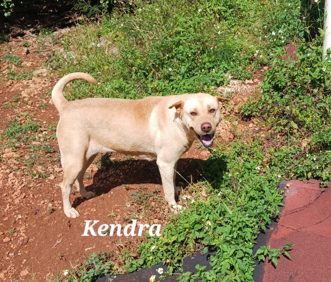 Enlarge KENDRA (loves kids, dogs and cats), a Adoptable mixed breed in New York, NY image 3/5
