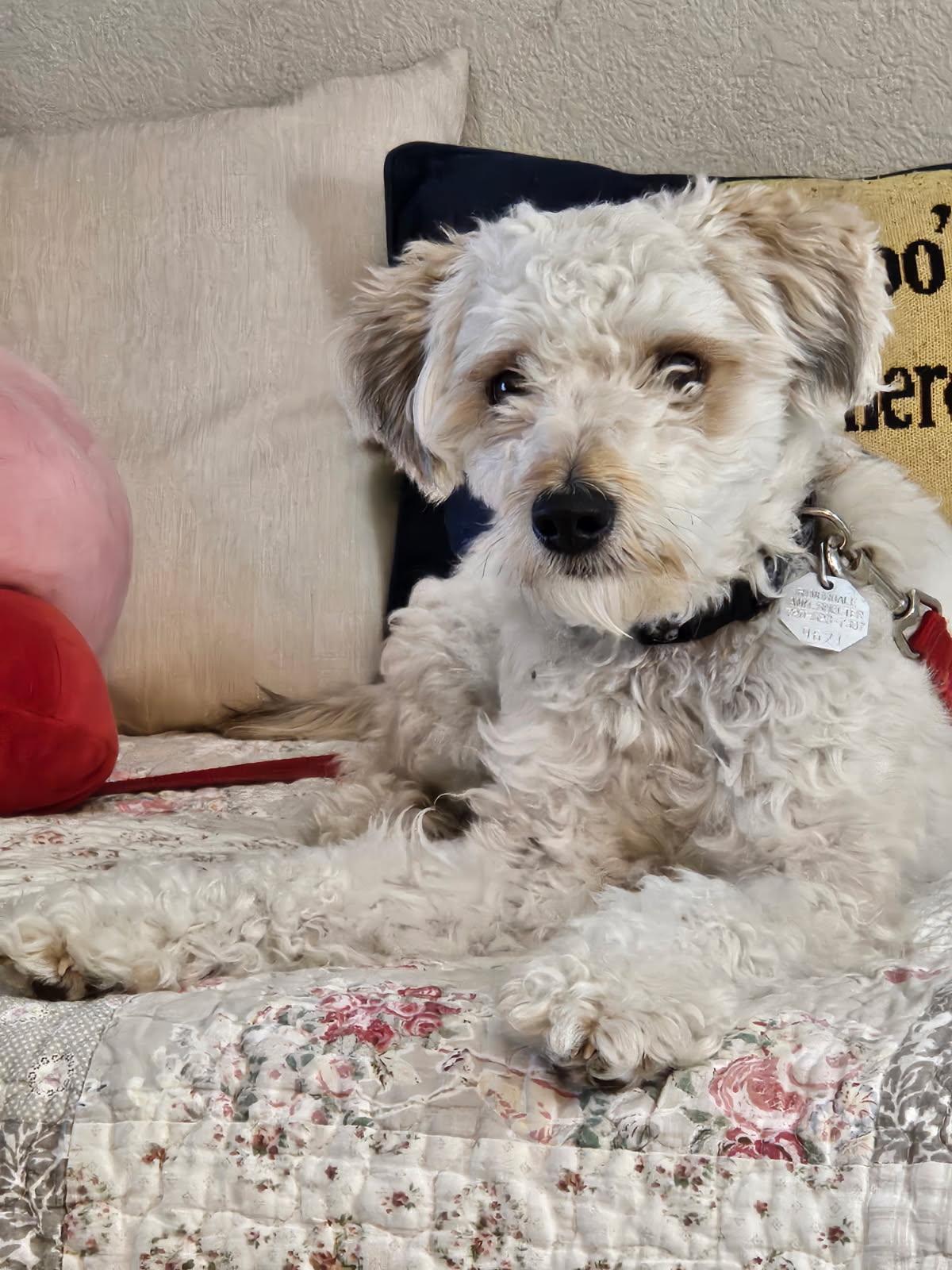 Enlarge Licorice, a Adopted Poodle in Fort Collins, CO image 1/3