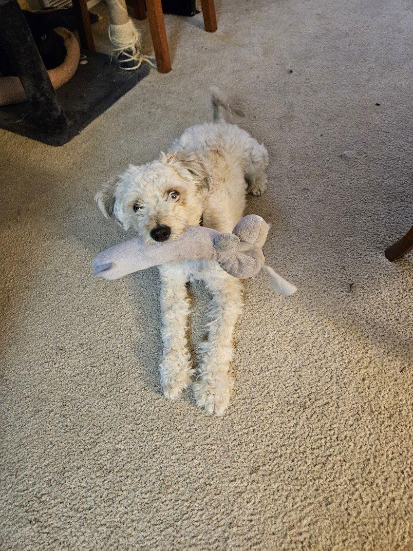 Enlarge Licorice, a Adopted Poodle in Fort Collins, CO image 2/3