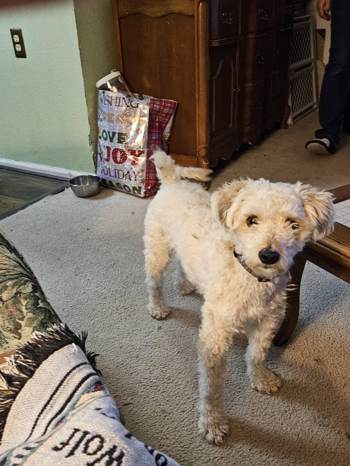 Enlarge Licorice, a Adopted Poodle in Fort Collins, CO image 3/3