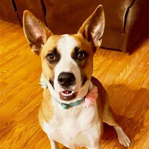 Enlarge Haven, a Adoptable mixed breed in Oklahoma City, OK image 9/12