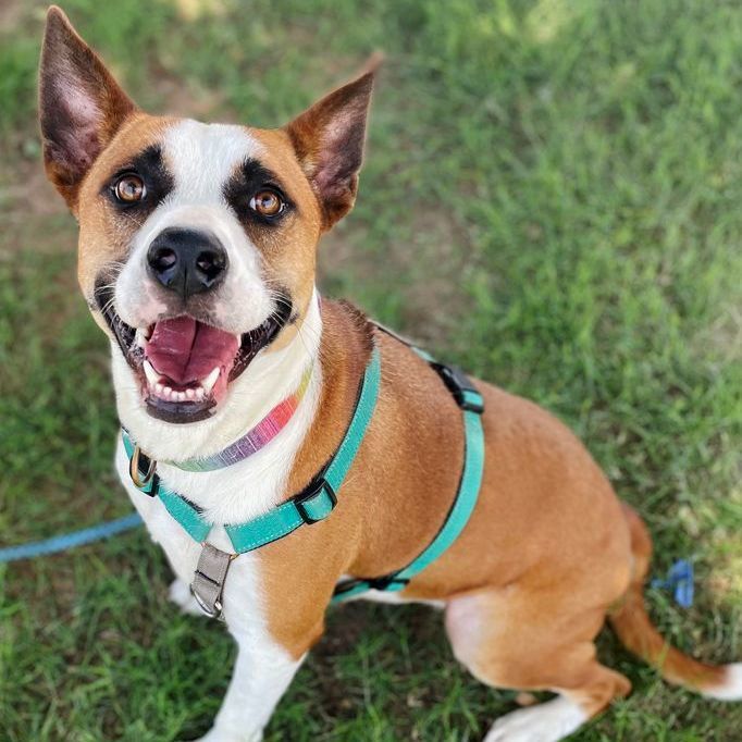 Enlarge Haven, a Adoptable mixed breed in Oklahoma City, OK image 11/12