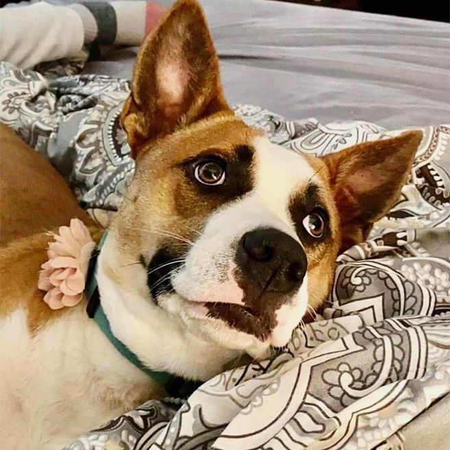 Enlarge Haven, a Adoptable mixed breed in Oklahoma City, OK image 1/12