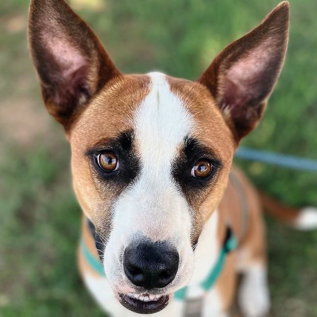 Enlarge Haven, a Adoptable mixed breed in Oklahoma City, OK image 12/12