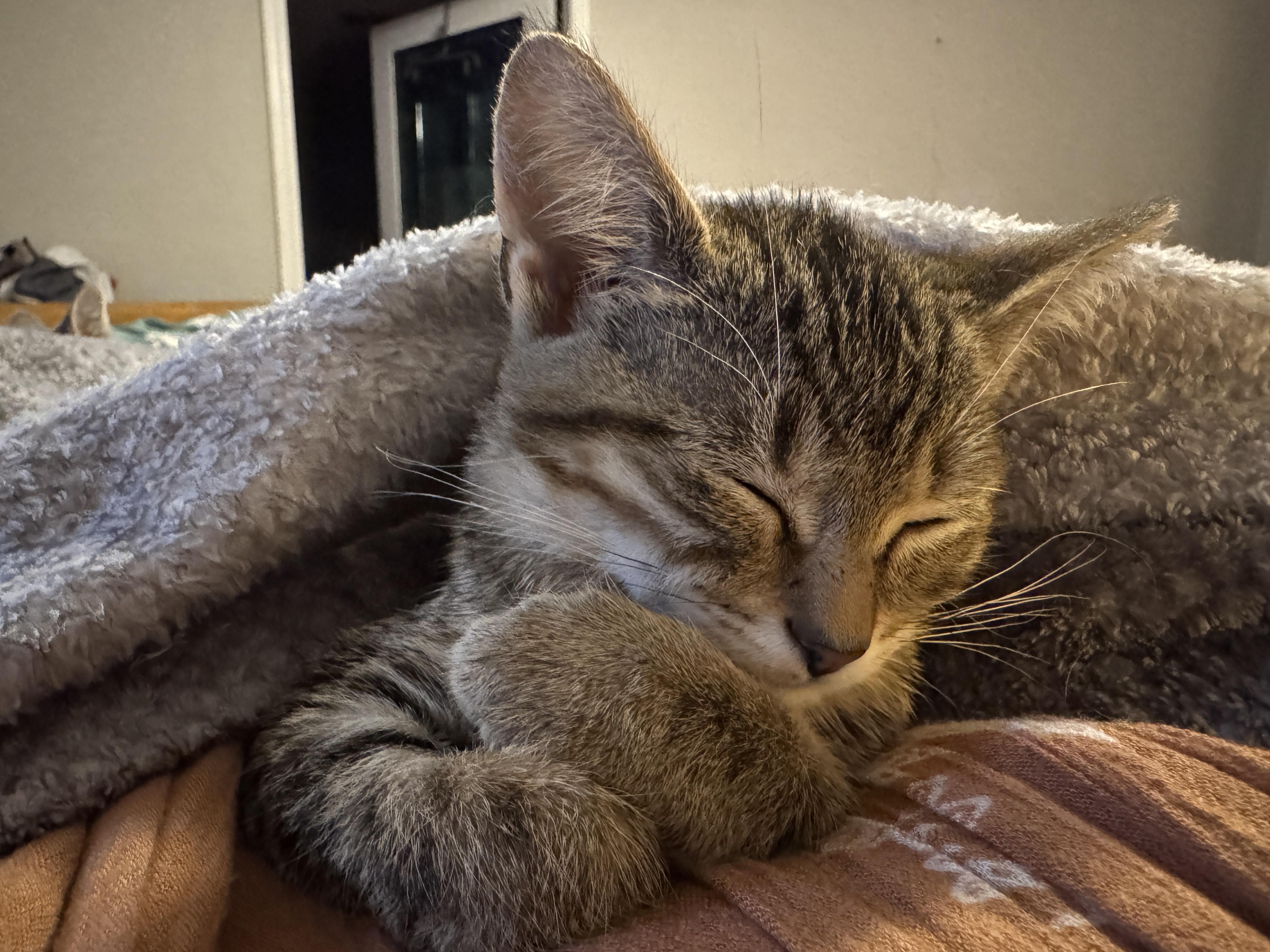 Nala , a ADOPTABLE Domestic Short Hair in Fort Oglethorpe, GA image 5/6