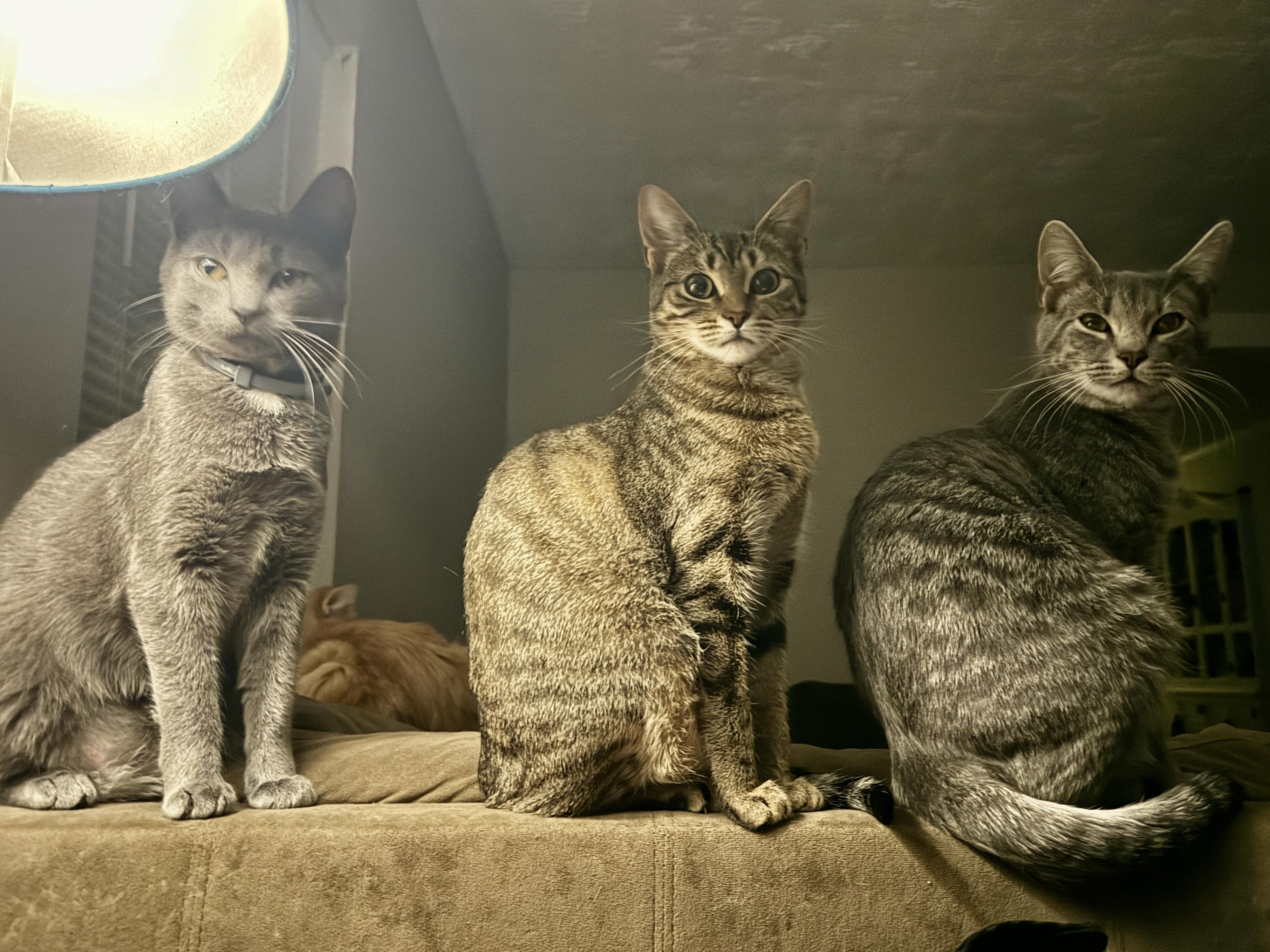 Nala , a ADOPTABLE Domestic Short Hair in Fort Oglethorpe, GA image 4/6